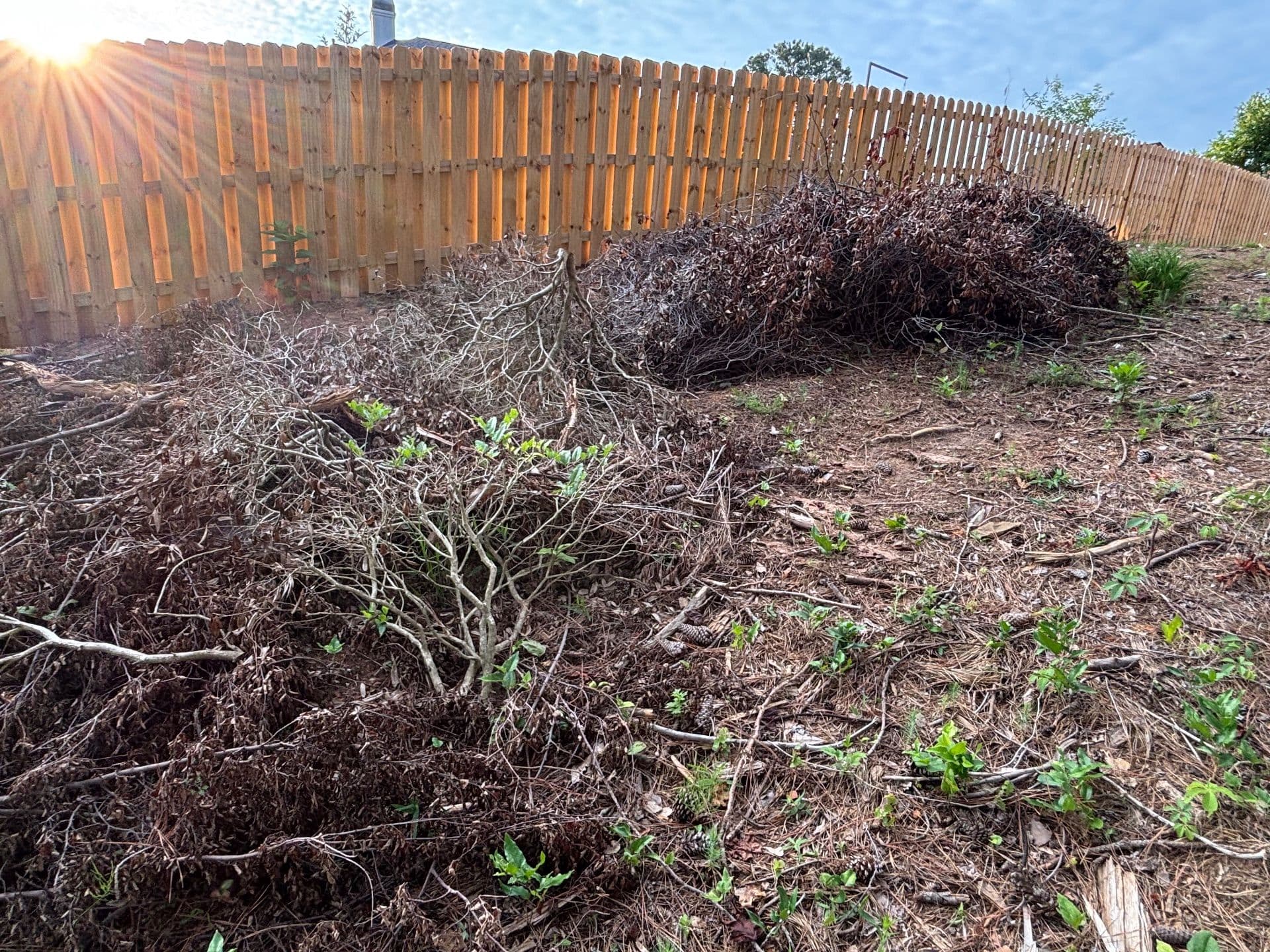 Gallery photos for Transform Overgrown Spaces with Expert Clearing Services: Image #1