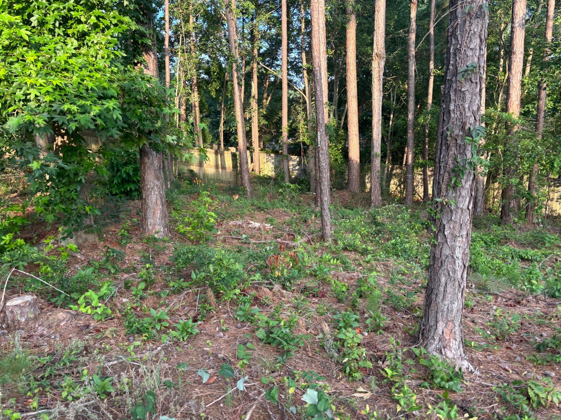 Gallery photos for Transform Overgrown Spaces with Expert Clearing Services: Image #2