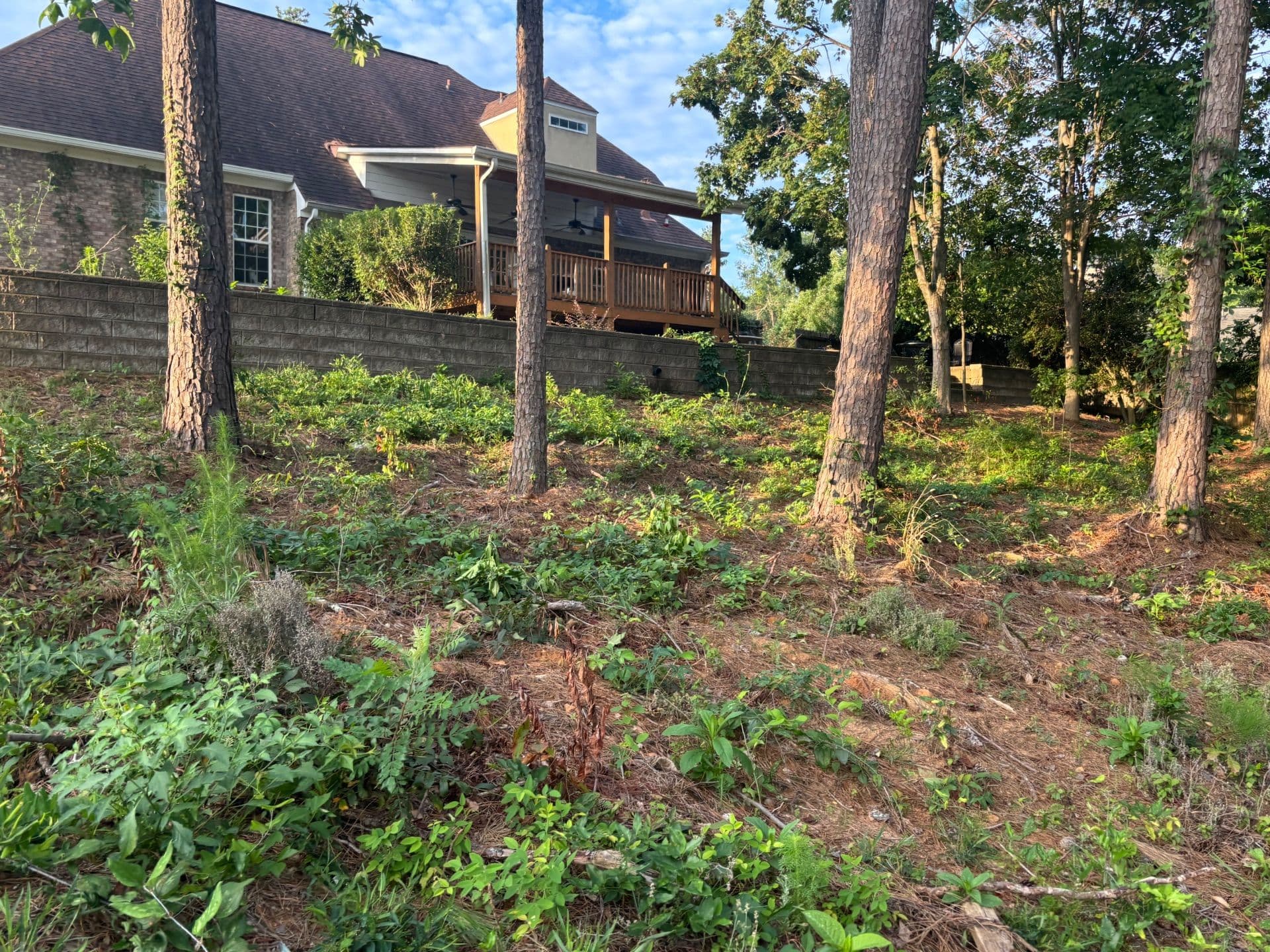 Gallery photos for Transformative Landscape Removal Project Cleans Up Property: Image #3