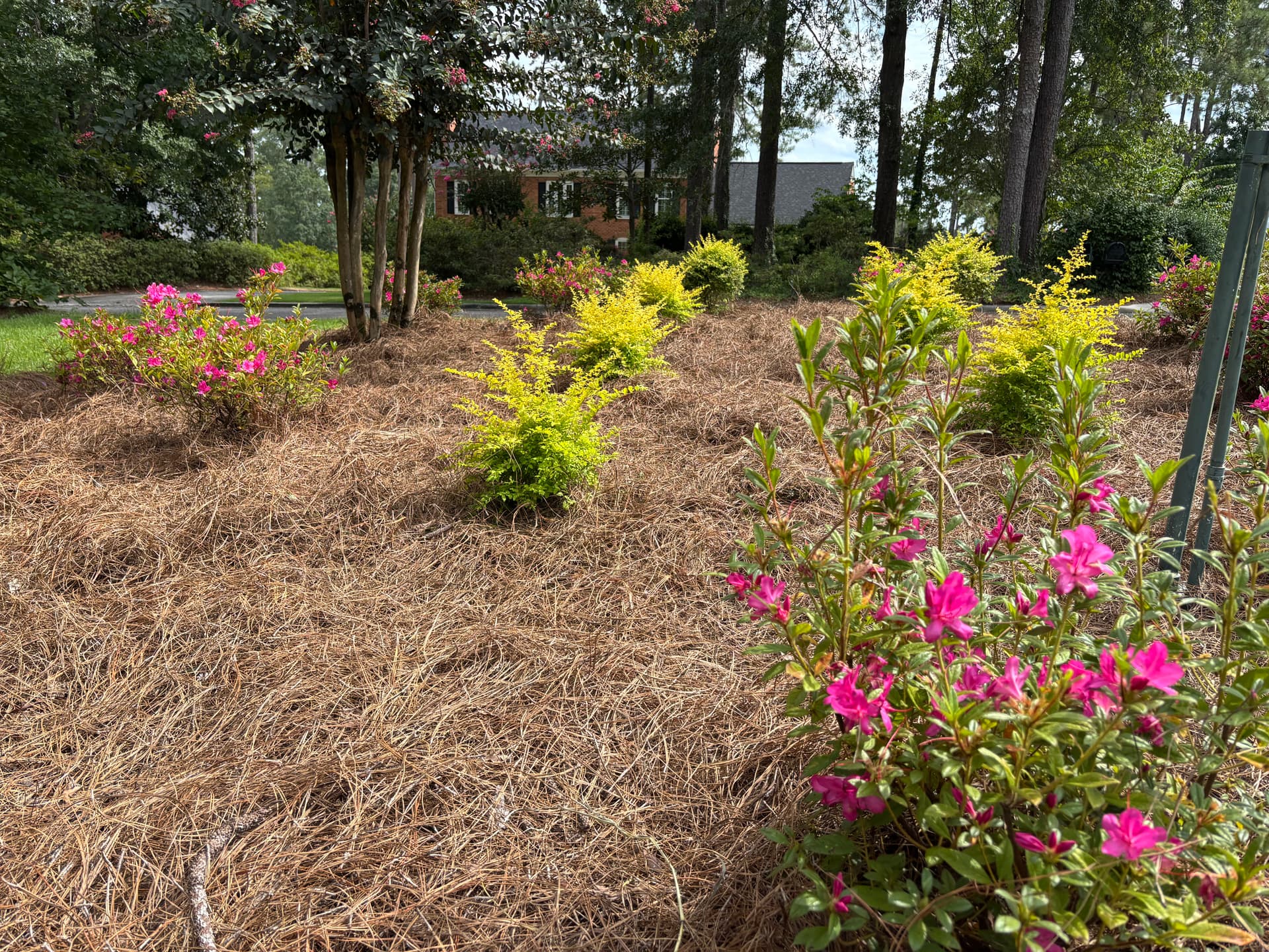 Enhancing Outdoor Spaces with Sunshine Ligustrum and Encore Azaleas
