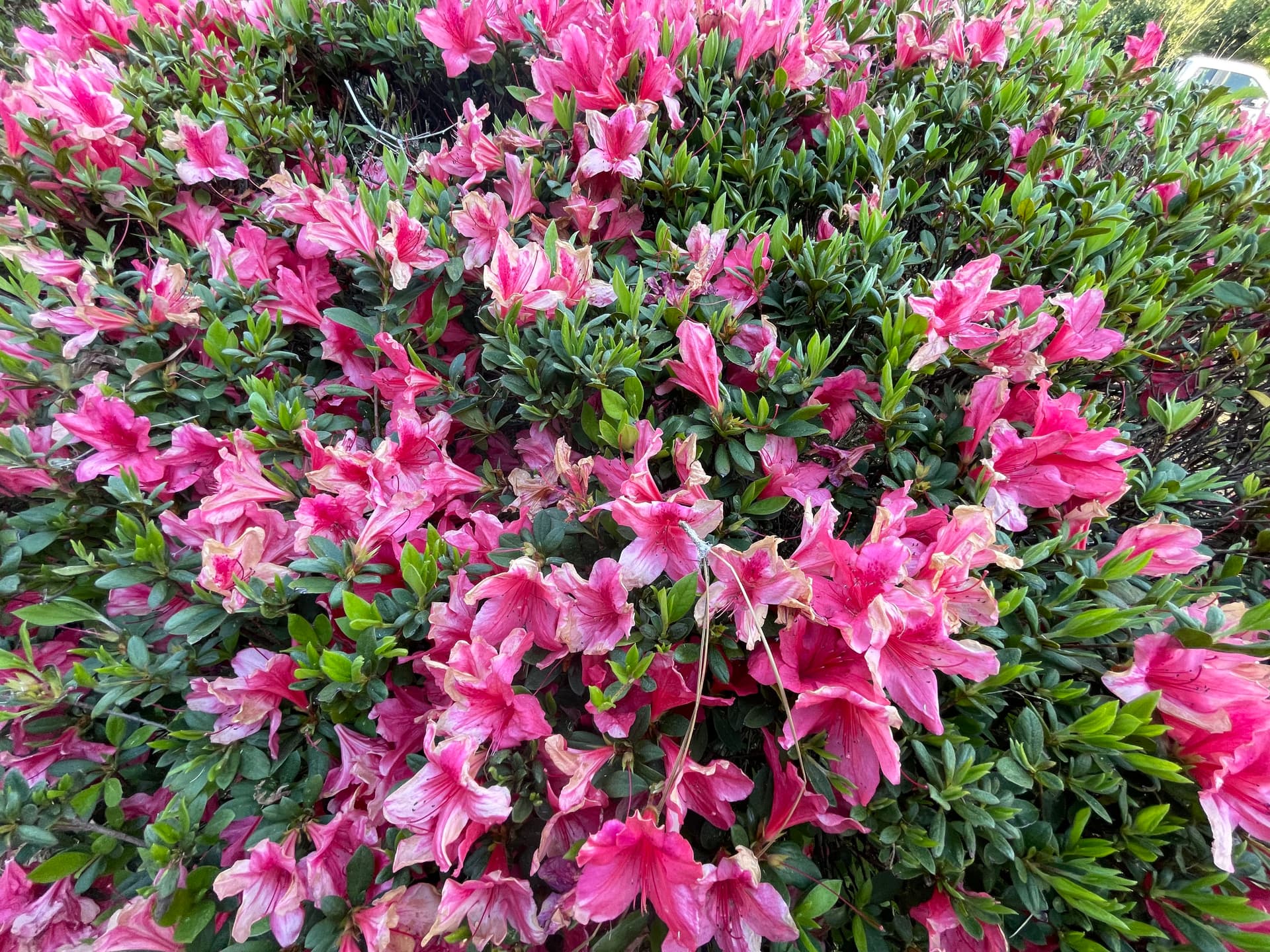 Welcome Spring with Blooming Azaleas image