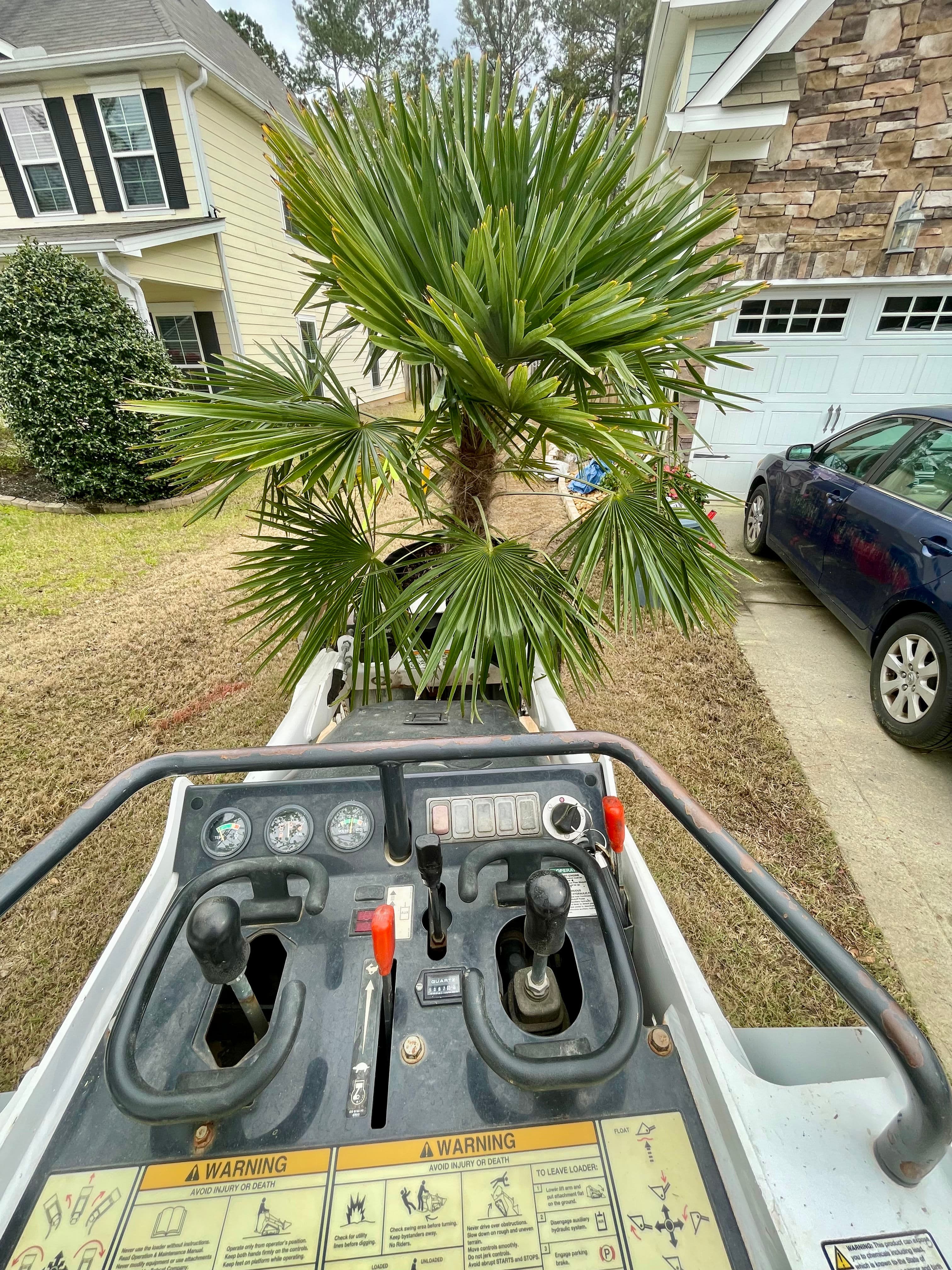 Project Efficient Palm Tree Installation for Tight Spaces image